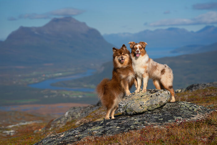 I Took My Camera Above The Arctic Circle And Dogs Happened. Like, A Lot Of Dogs.