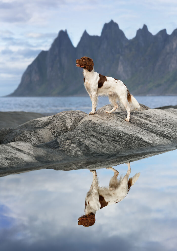 I Took My Camera Above The Arctic Circle And Dogs Happened. Like, A Lot Of Dogs.