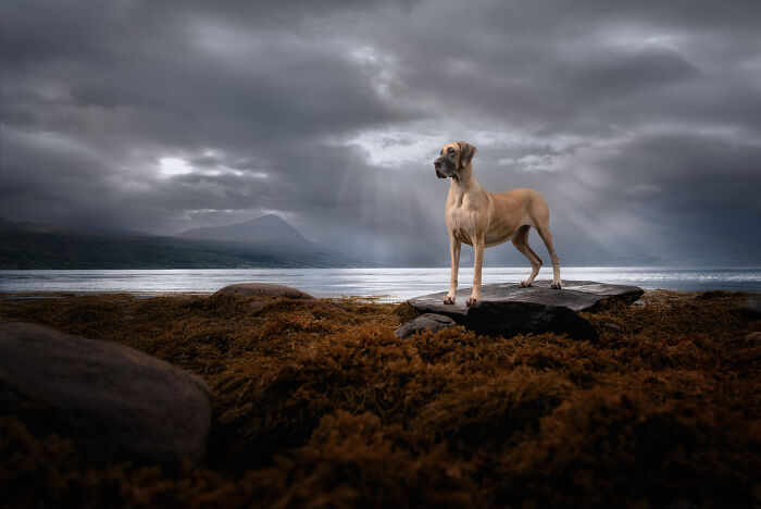 I Took My Camera Above The Arctic Circle And Dogs Happened. Like, A Lot Of Dogs.