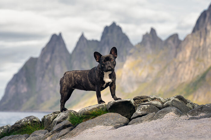I Took My Camera Above The Arctic Circle And Dogs Happened. Like, A Lot Of Dogs.