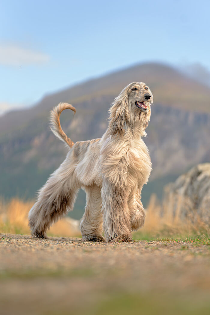 I Took My Camera Above The Arctic Circle And Dogs Happened. Like, A Lot Of Dogs.