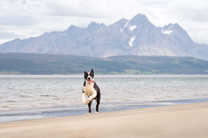 I Took My Camera Above The Arctic Circle And Dogs Happened. Like, A Lot Of Dogs.