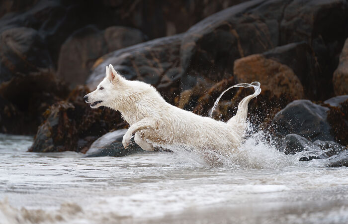 I Took My Camera Above The Arctic Circle And Dogs Happened. Like, A Lot Of Dogs.