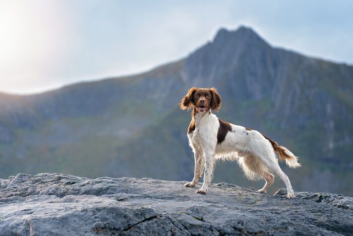 I Took My Camera Above The Arctic Circle And Dogs Happened. Like, A Lot Of Dogs.
