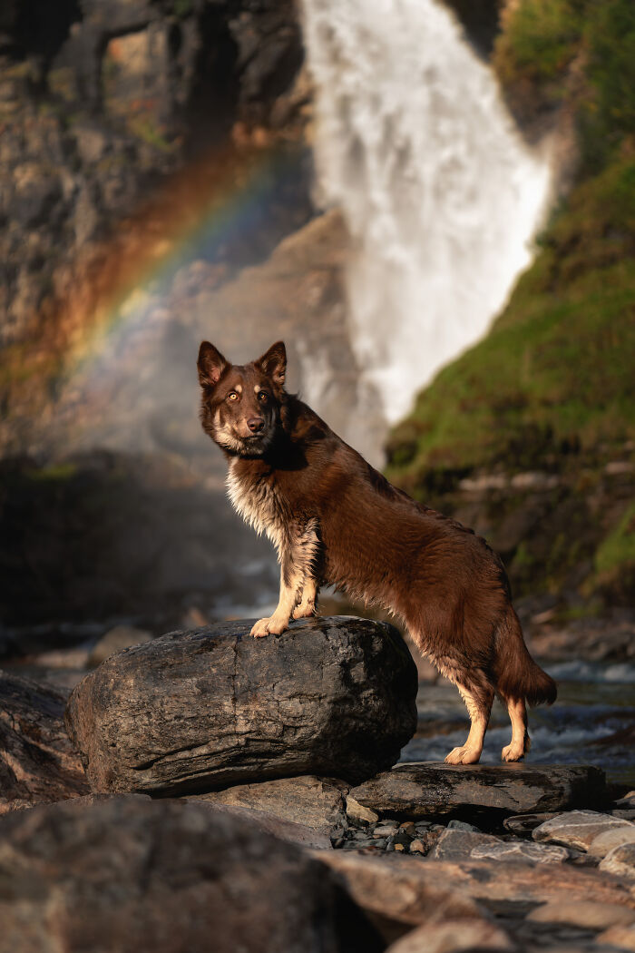 I Took My Camera Above The Arctic Circle And Dogs Happened. Like, A Lot Of Dogs.