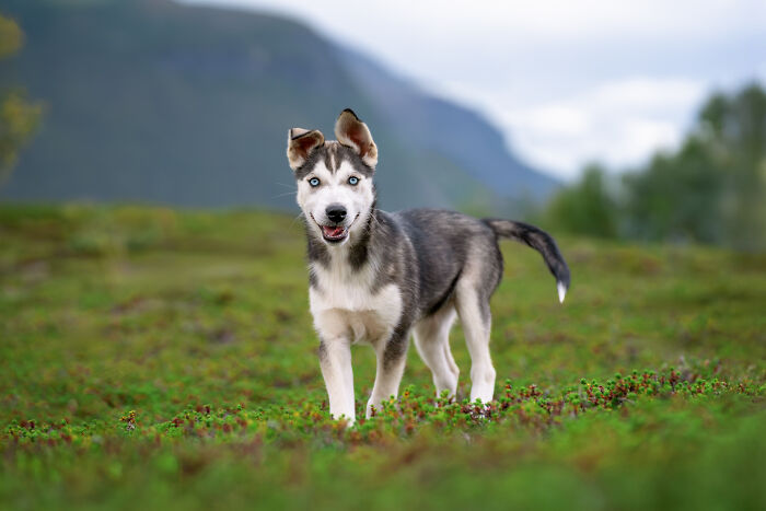I Took My Camera Above The Arctic Circle And Dogs Happened. Like, A Lot Of Dogs.