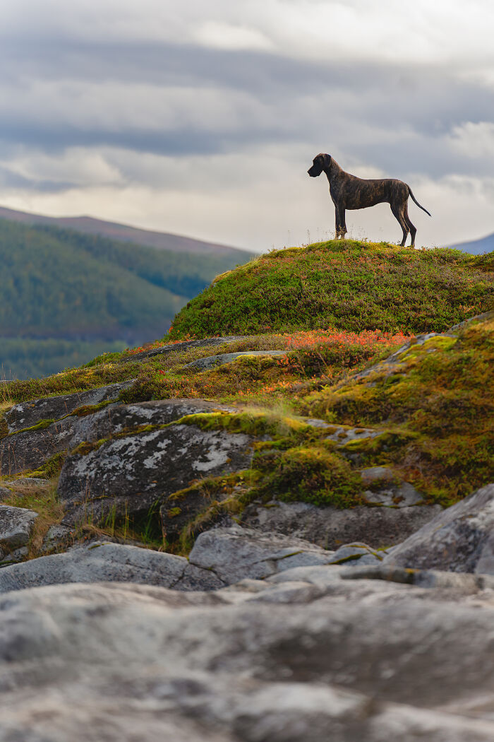 I Took My Camera Above The Arctic Circle And Dogs Happened. Like, A Lot Of Dogs.
