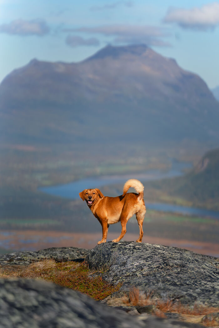 I Took My Camera Above The Arctic Circle And Dogs Happened. Like, A Lot Of Dogs.