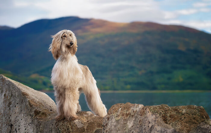 I Took My Camera Above The Arctic Circle And Dogs Happened. Like, A Lot Of Dogs.