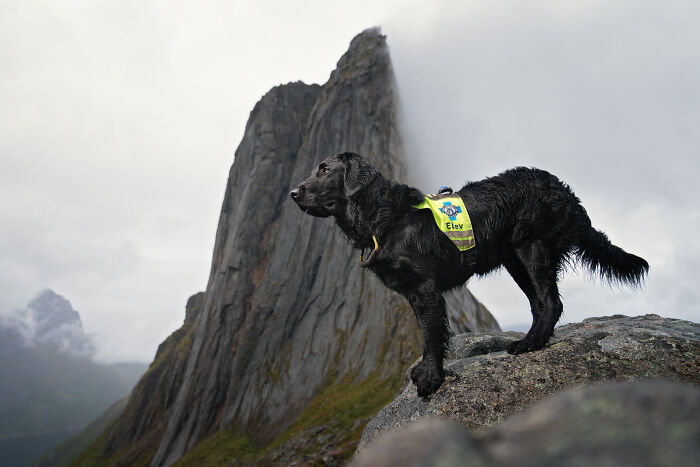 I Took My Camera Above The Arctic Circle And Dogs Happened. Like, A Lot Of Dogs.