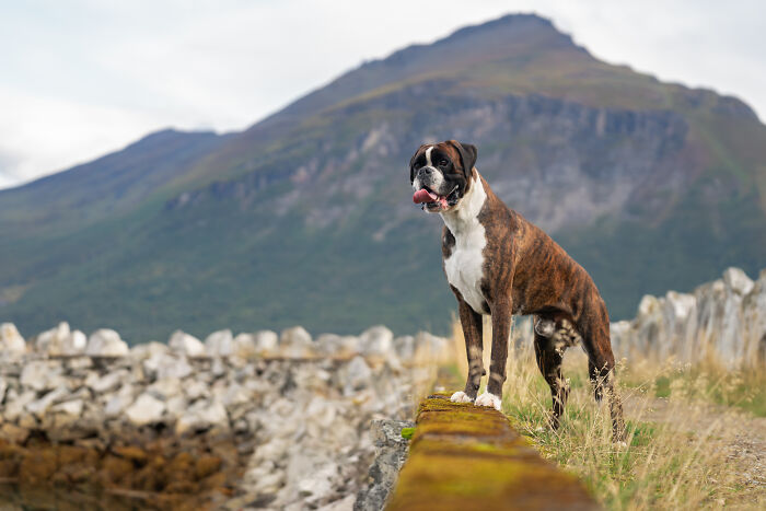 I Took My Camera Above The Arctic Circle And Dogs Happened. Like, A Lot Of Dogs.