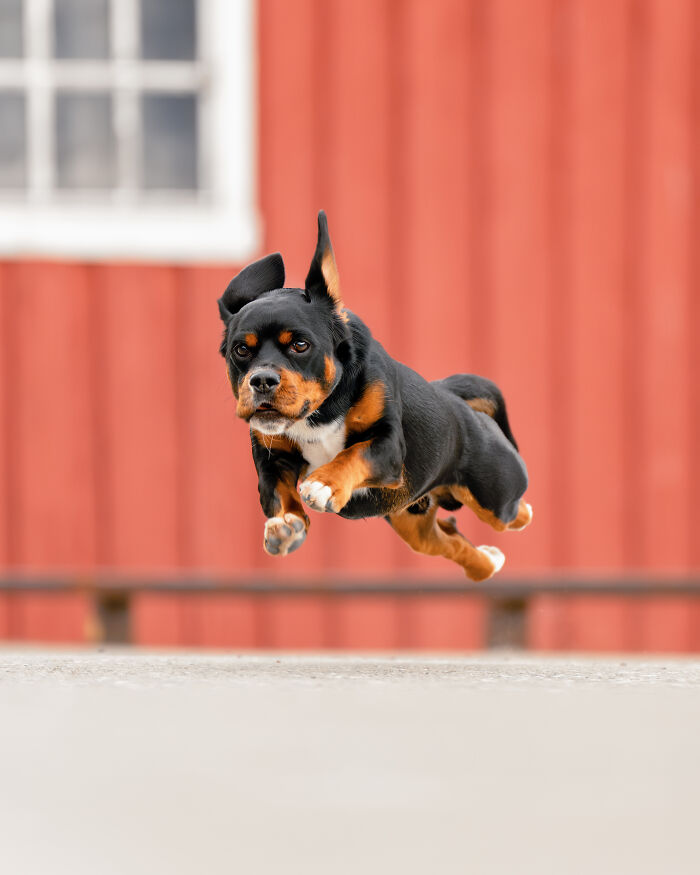 I Took My Camera Above The Arctic Circle And Dogs Happened. Like, A Lot Of Dogs.