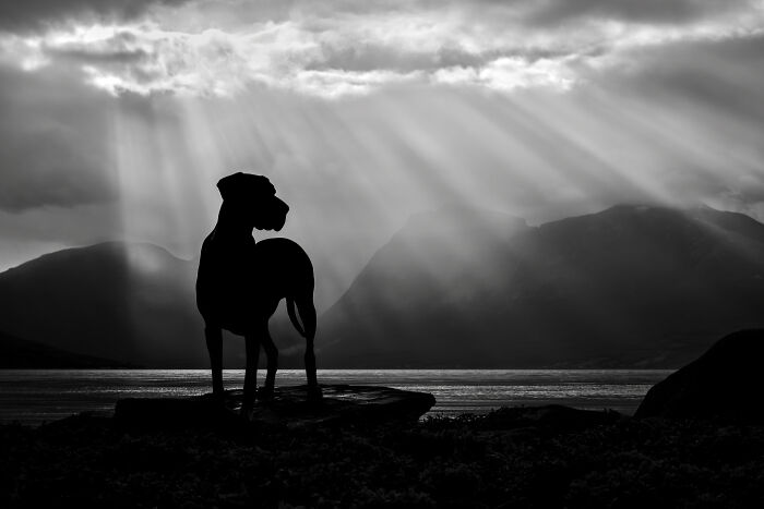 I Took My Camera Above The Arctic Circle And Dogs Happened. Like, A Lot Of Dogs.