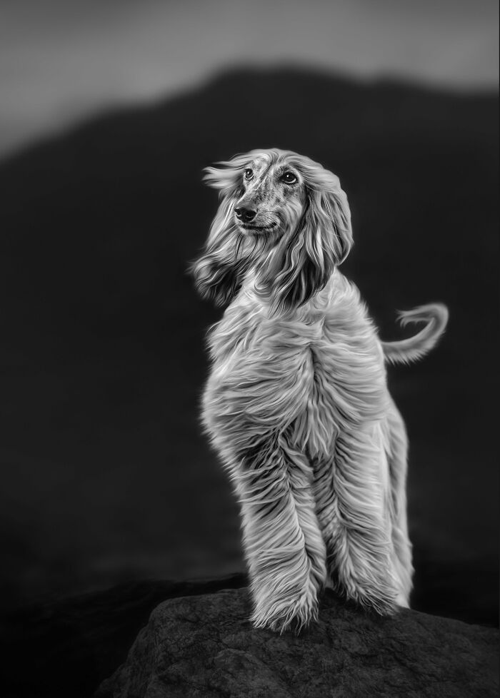 I Took My Camera Above The Arctic Circle And Dogs Happened. Like, A Lot Of Dogs.