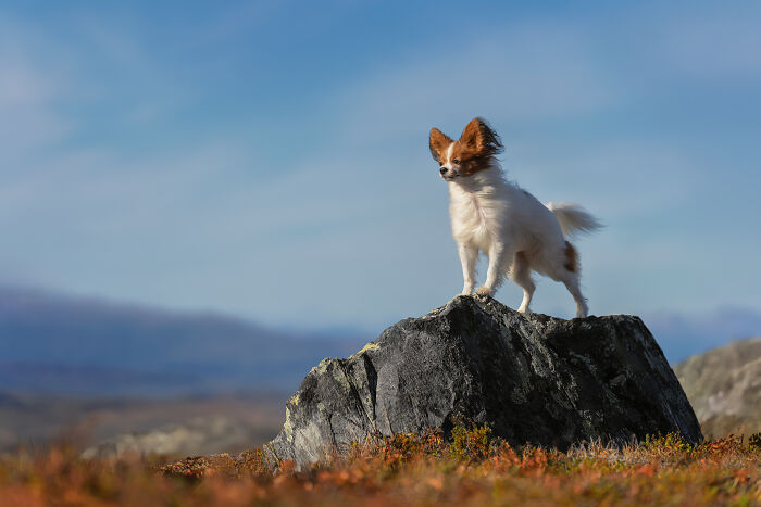 I Took My Camera Above The Arctic Circle And Dogs Happened. Like, A Lot Of Dogs.