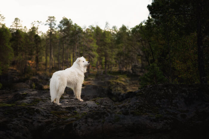 I Took My Camera Above The Arctic Circle And Dogs Happened. Like, A Lot Of Dogs.