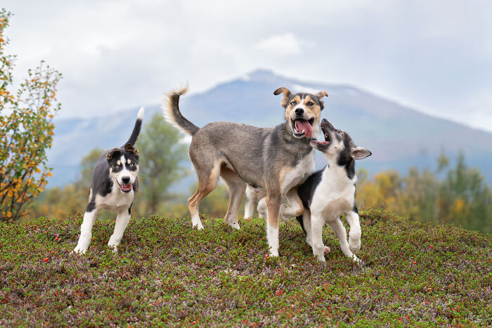 I Took My Camera Above The Arctic Circle And Dogs Happened. Like, A Lot Of Dogs.