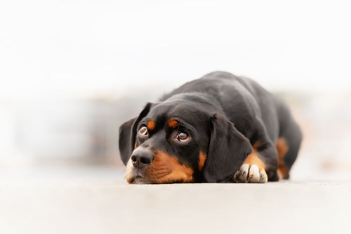 I Took My Camera Above The Arctic Circle And Dogs Happened. Like, A Lot Of Dogs.