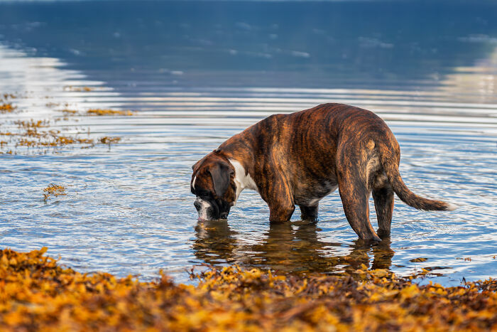 I Took My Camera Above The Arctic Circle And Dogs Happened. Like, A Lot Of Dogs.