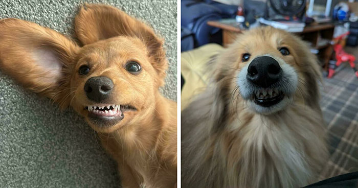 Let’s Dive Into 47 Goofy Doggos That’ll Totally Make Your Day