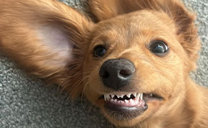 Let’s Dive Into 47 Goofy Doggos That’ll Totally Make Your Day