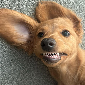 Let’s Dive Into 47 Goofy Doggos That’ll Totally Make Your Day