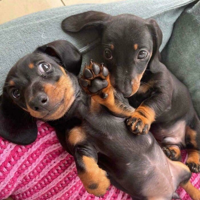 Throwback To When We Were Tiny Sausages