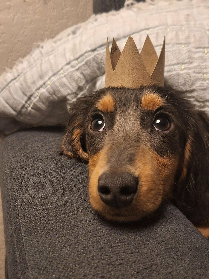 Got Mom a New Friend: Meet Dusty