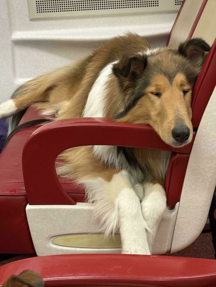 Rosie’s Tired After Rocking The NYC Dog Fest