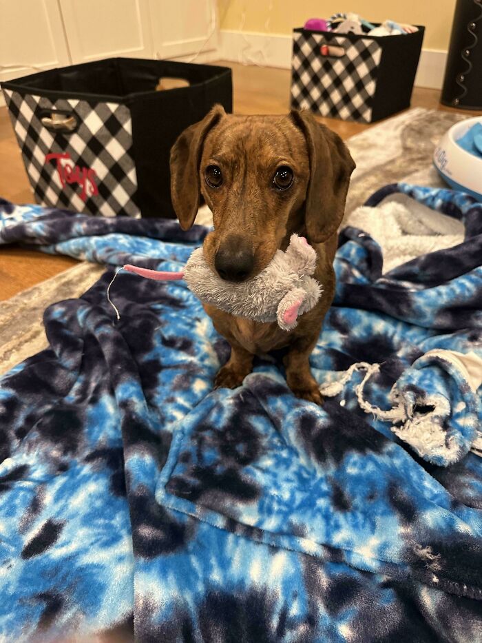 I Work From Home, And This Is My 'Boss' At The Door