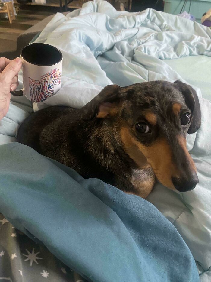 Every Morning Includes Sausage With My Coffee, Thanks To This Goof