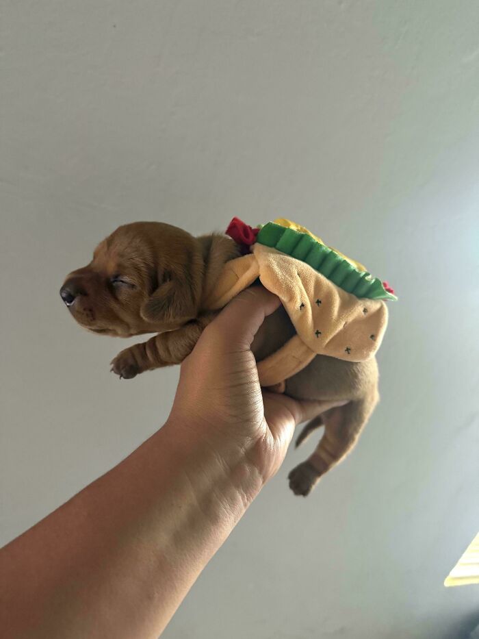 Halloween Ready Dachshund Alert!