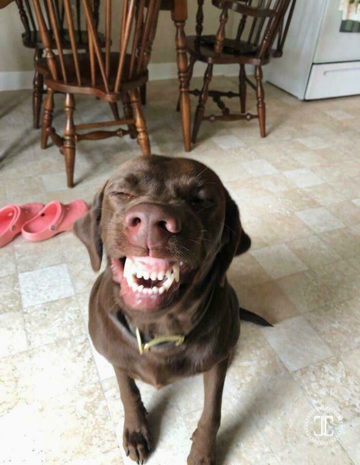 Meet Jessie, The Smiling Machine