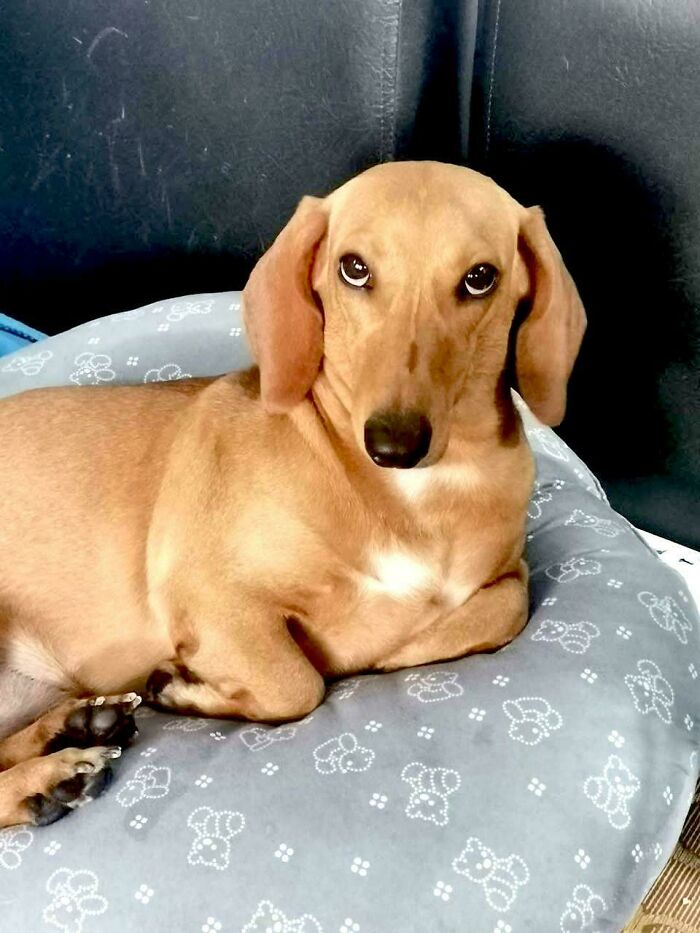 My Mom’s Dog: No Bites, But Loads Of Judgment