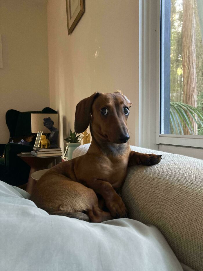 The Ultimate Judgmental Look Caught On Camera