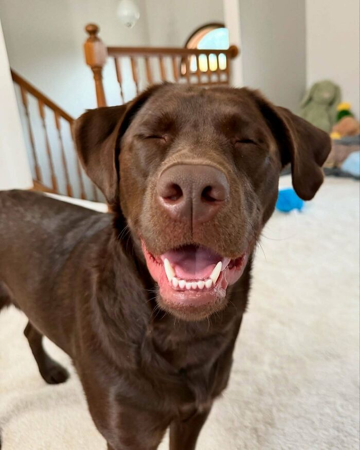 Nothing Beats A Happy Dog!