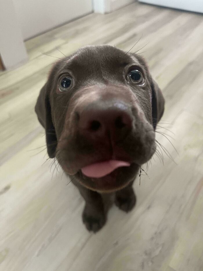 First-Time Lab Owner Reporting For Duty!