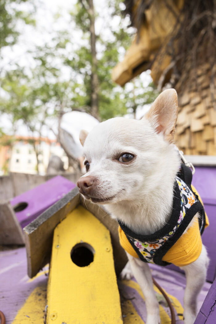 My Tiny Chihuahua’s Big, Hilarious Troll Hunt Adventures