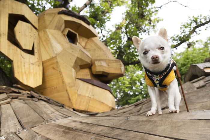 My Tiny Chihuahua’s Big, Hilarious Troll Hunt Adventures