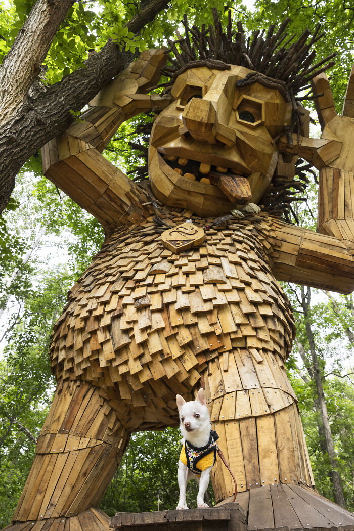 My Tiny Chihuahua’s Big, Hilarious Troll Hunt Adventures