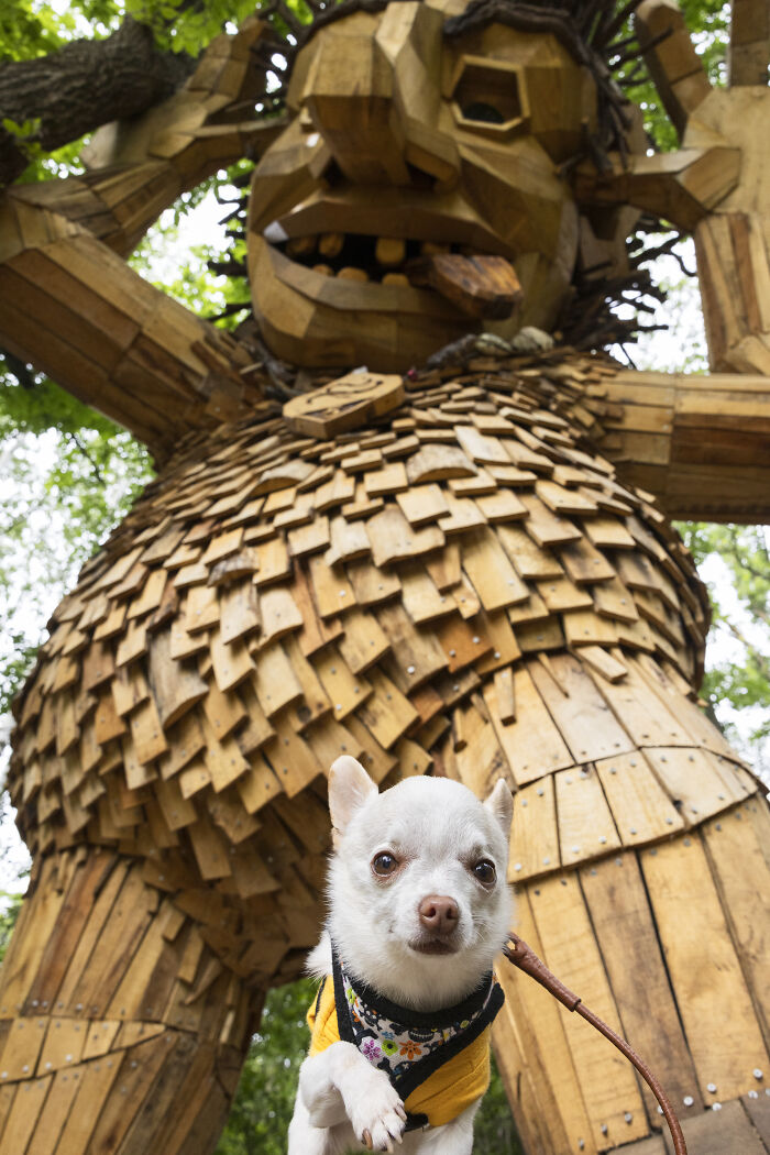 My Tiny Chihuahua’s Big, Hilarious Troll Hunt Adventures