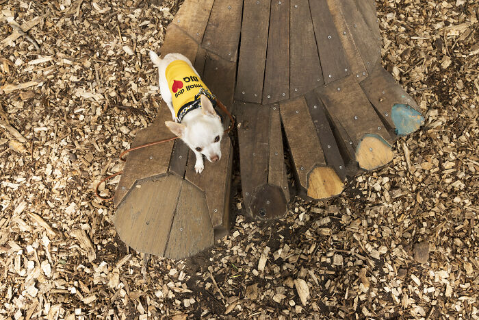 My Tiny Chihuahua’s Big, Hilarious Troll Hunt Adventures