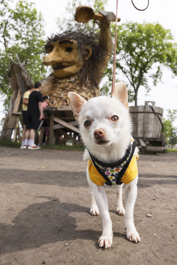 My Tiny Chihuahua’s Big, Hilarious Troll Hunt Adventures