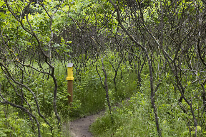 My Tiny Chihuahua’s Big, Hilarious Troll Hunt Adventures