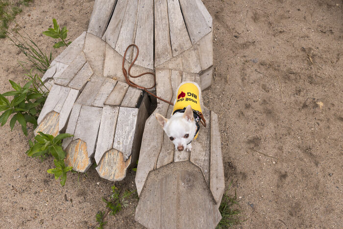 My Tiny Chihuahua’s Big, Hilarious Troll Hunt Adventures