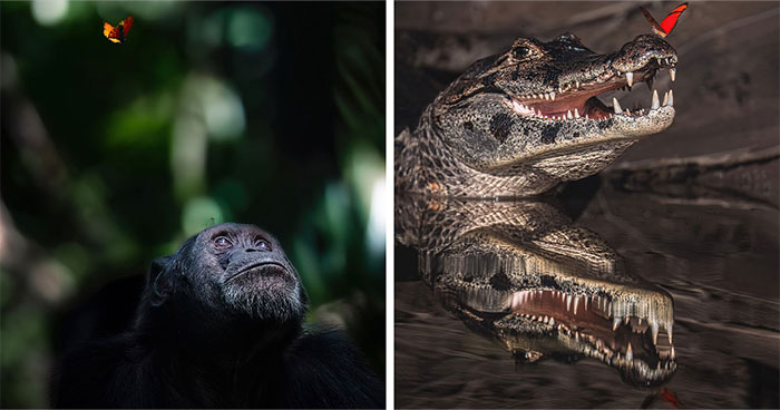 Wait, These Wildlife Shots Actually Stopped Us in Our Tracks!