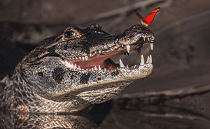 Wait, These Wildlife Shots Actually Stopped Us in Our Tracks!