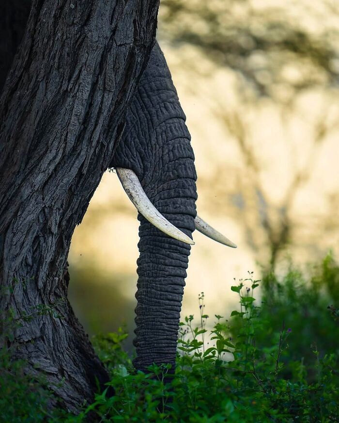 Wait, These Wildlife Shots Actually Stopped Us in Our Tracks!