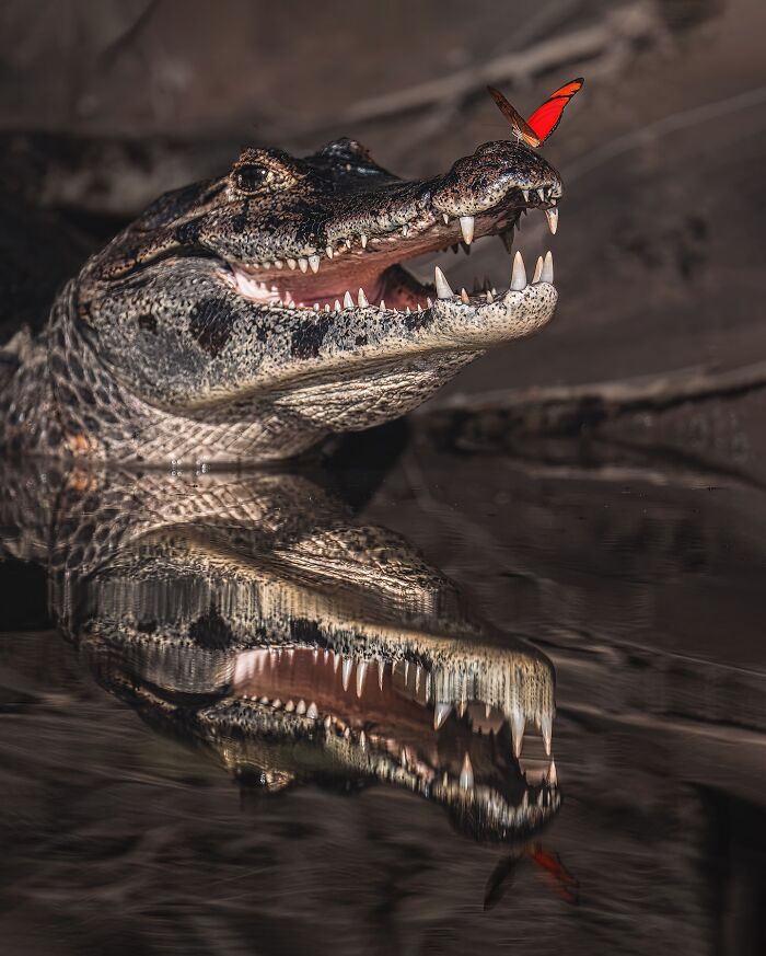 Wait, These Wildlife Shots Actually Stopped Us in Our Tracks!