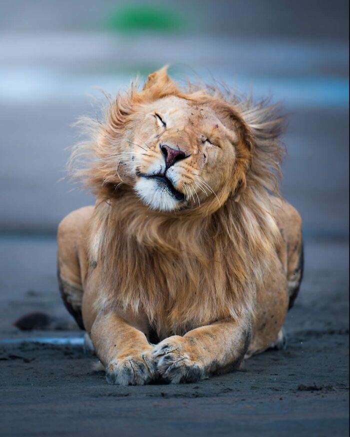 Wait, These Wildlife Shots Actually Stopped Us in Our Tracks!